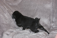 Black Male 1